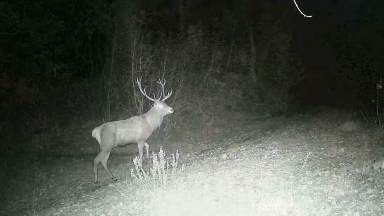 Fauna In Val D'Enza: Il Cervo