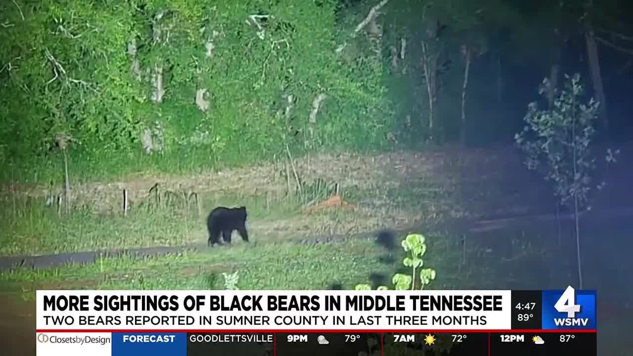 More black bear sightings in Middle Tennessee