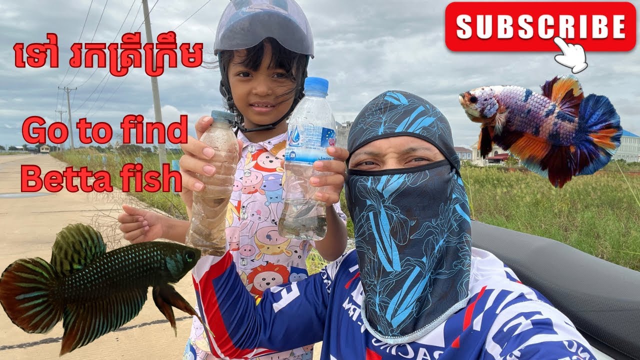 ទៅរកត្រីក្រឹម/ Go to find Betta fish #bettafish #wildbetta 