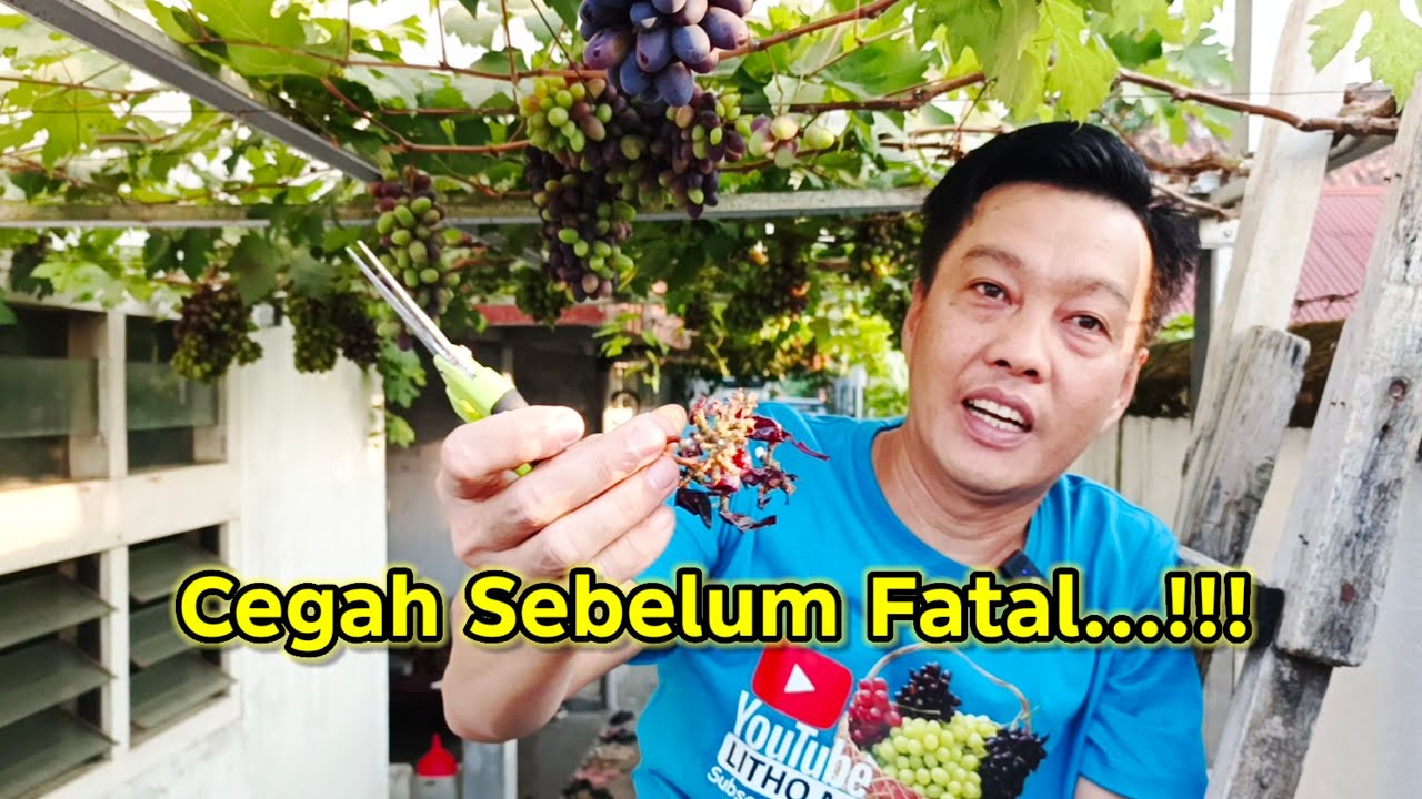 Tips mencegah buah anggur rusak karena hama tupai dan burung & manfaat penjarangan pada buah anggur