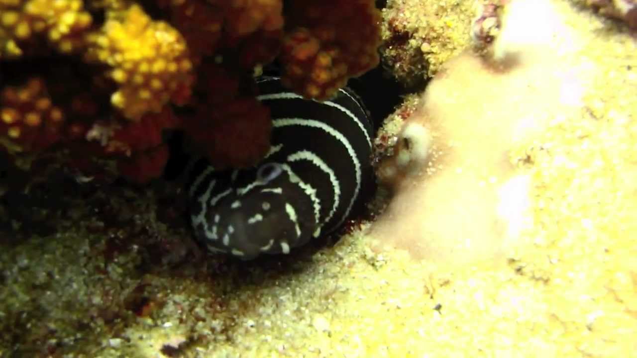 Cabo Pulmo - National Marine Park scuba diving HD.mov