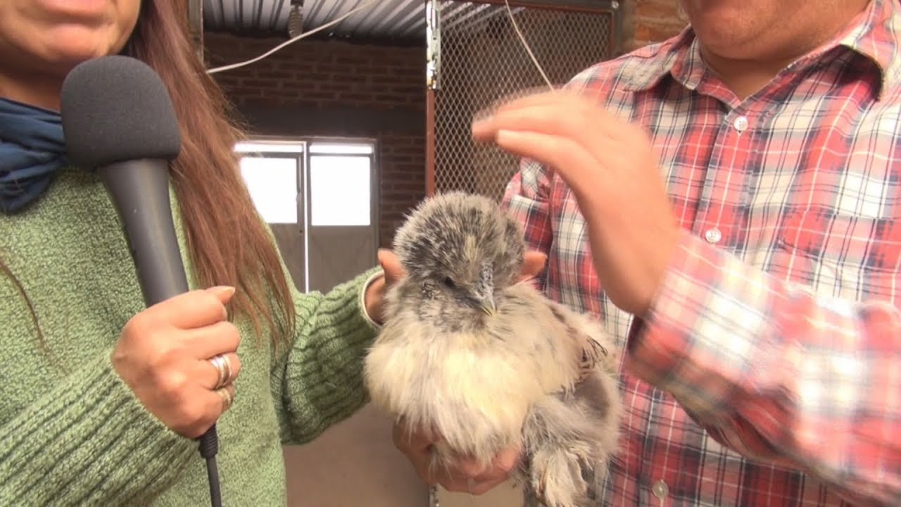 Gallinas y gallos de ornato