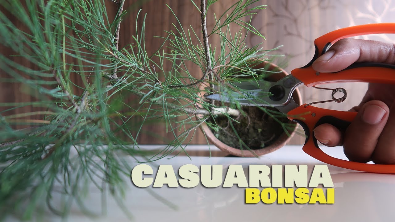 How to make Casuarina Bonsai Step by Step | Casuarina Tree | Bonsai ideas