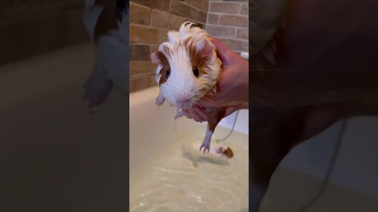 Guinea pigs swimming in a bath tub #bedtimestories #guineapig #relaxation