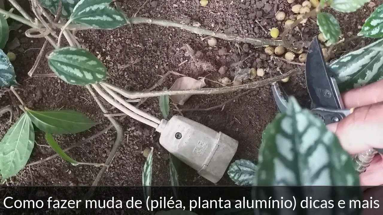 Como fazer muda de piléa, planta alumínio dicas e mais