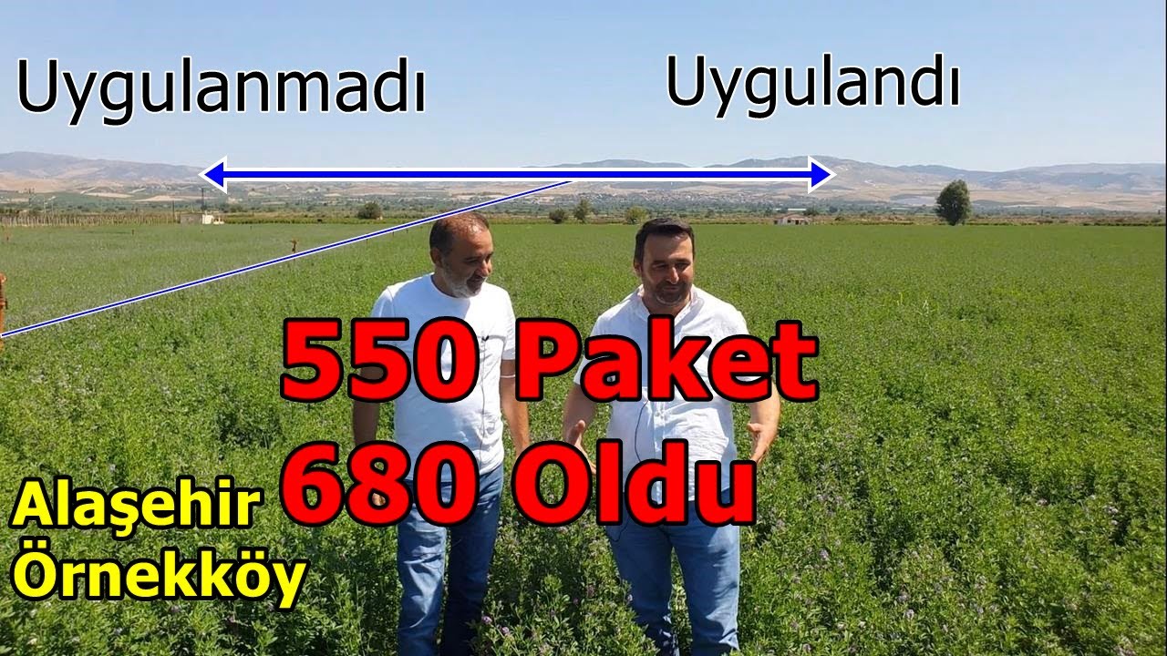 Alaşehir - Yoncada Yaprak Gübresinin Hızlı Sonuçları - Verime Etkisi - Ekonomik Gübre Nedir ?
