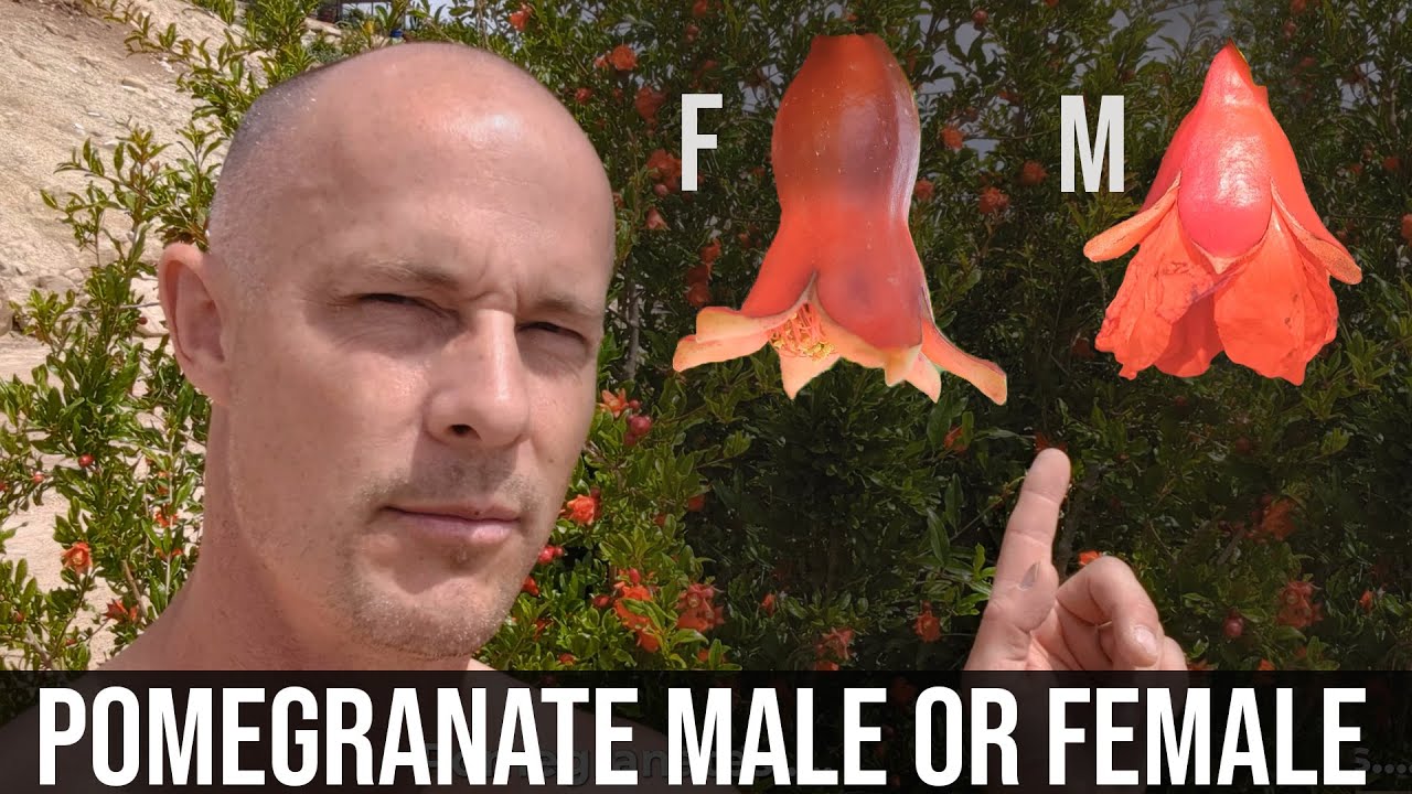 Pomegranate flowering: Difference between male and female flowers.