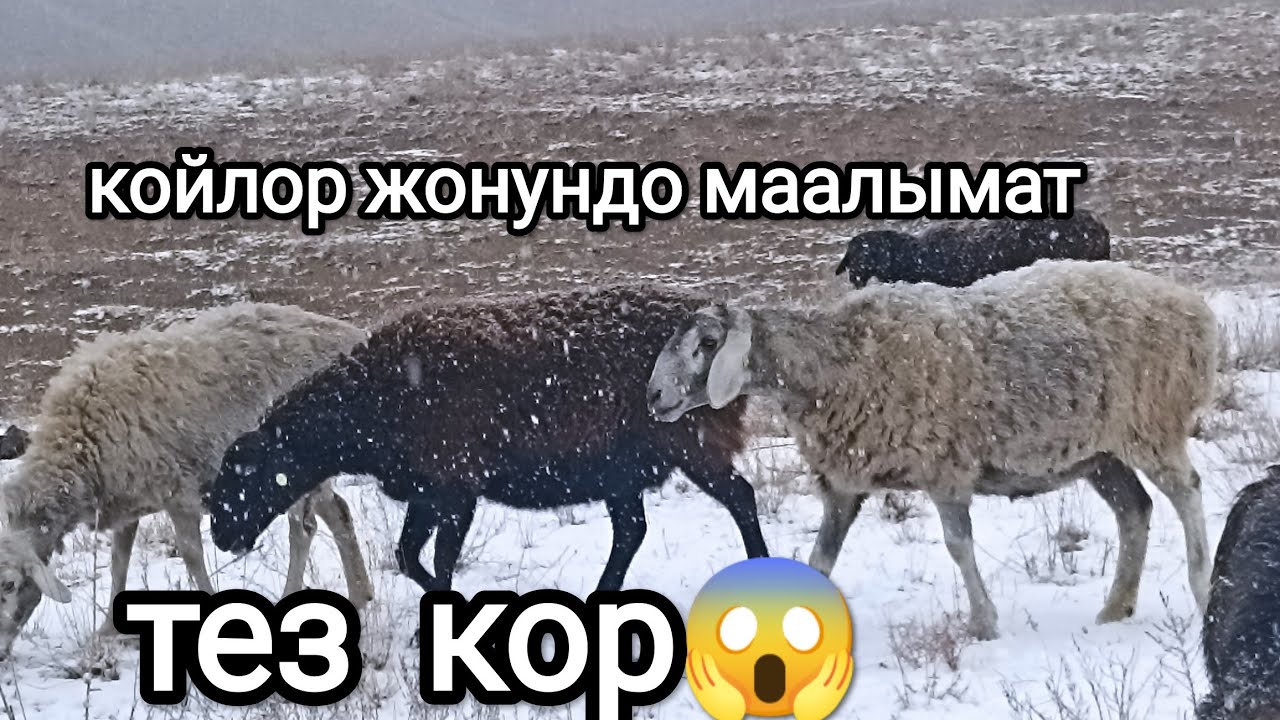 Койлор жонундо маалымат сапату койлор