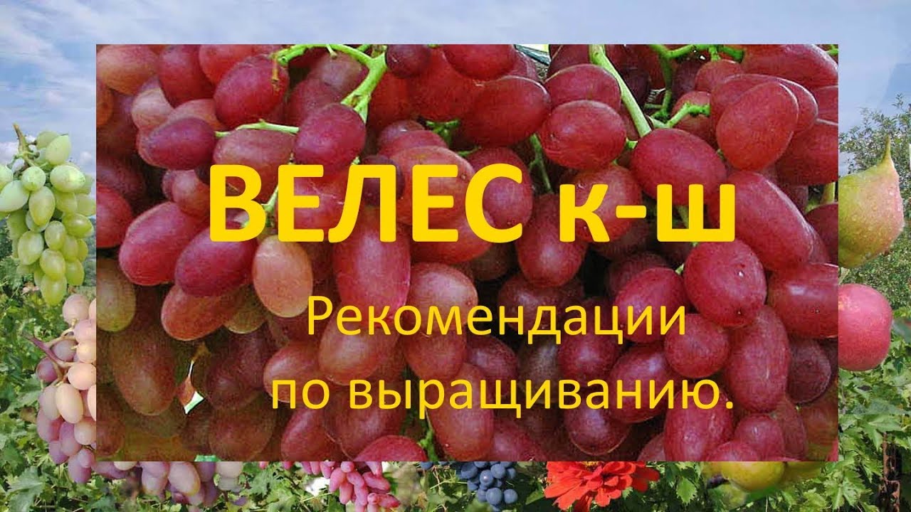 @Виноград 2019  Виноград Велес  Рекомендации по выращиванию