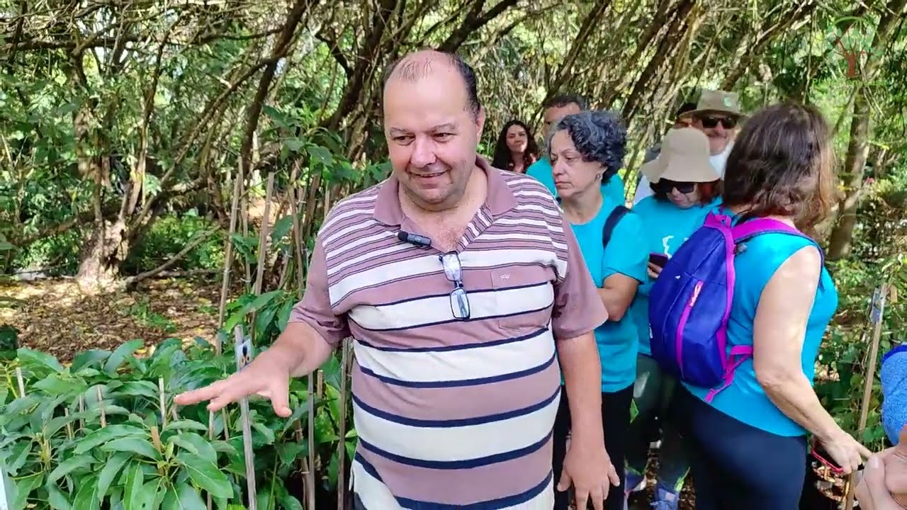 Manga, Abacate e Pessêgo Coleção entre outras Mudas no Viveiro Ciprest
