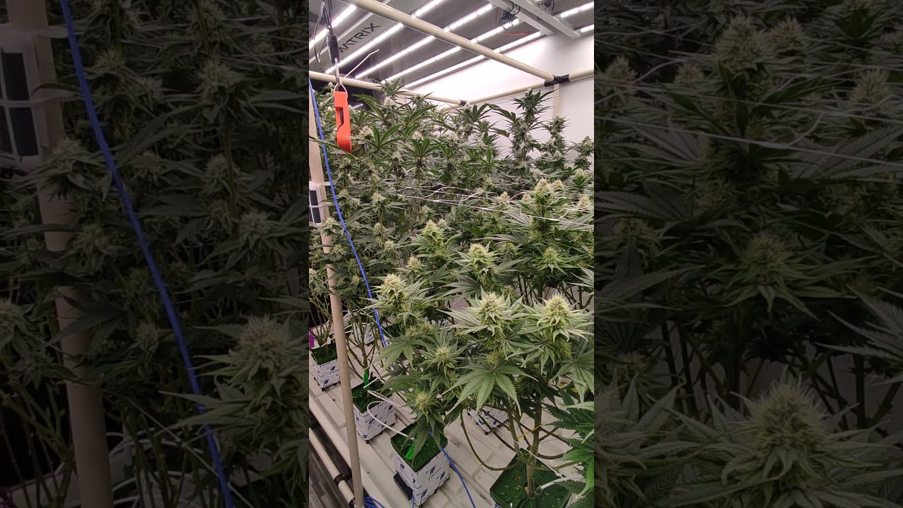 Rockwool 🌱😻 #shorts #shortvideo #youtubeshorts #feedshorts #feed