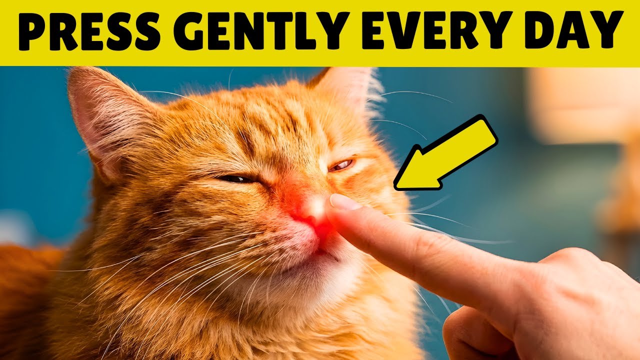 4 Ways to Say &ldquo;I Love You&rdquo; to Your Cat Without Saying a Word