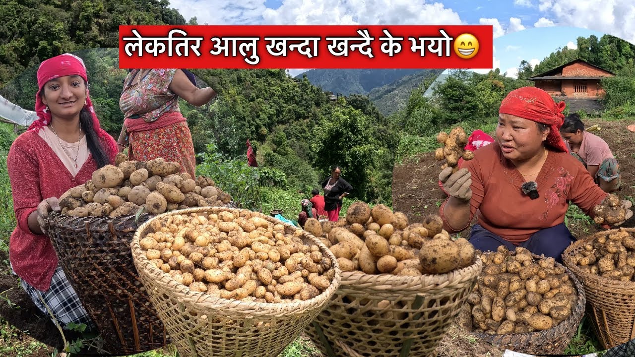 गावैंभरीका मान्छे जम्मा भएर आलु खन्दा भयो यस्तो माहोल\village life\Susmita gharti\