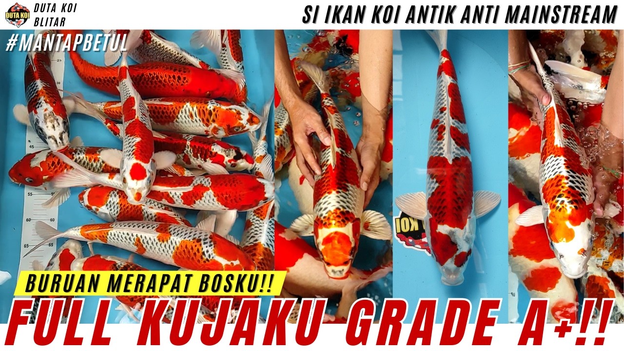 SERBU BOSKU!! EDISI HASIL PANEN KUJAKU GRADE A+ SI KOI ANTIK ANTI MAINSTREAM!!
