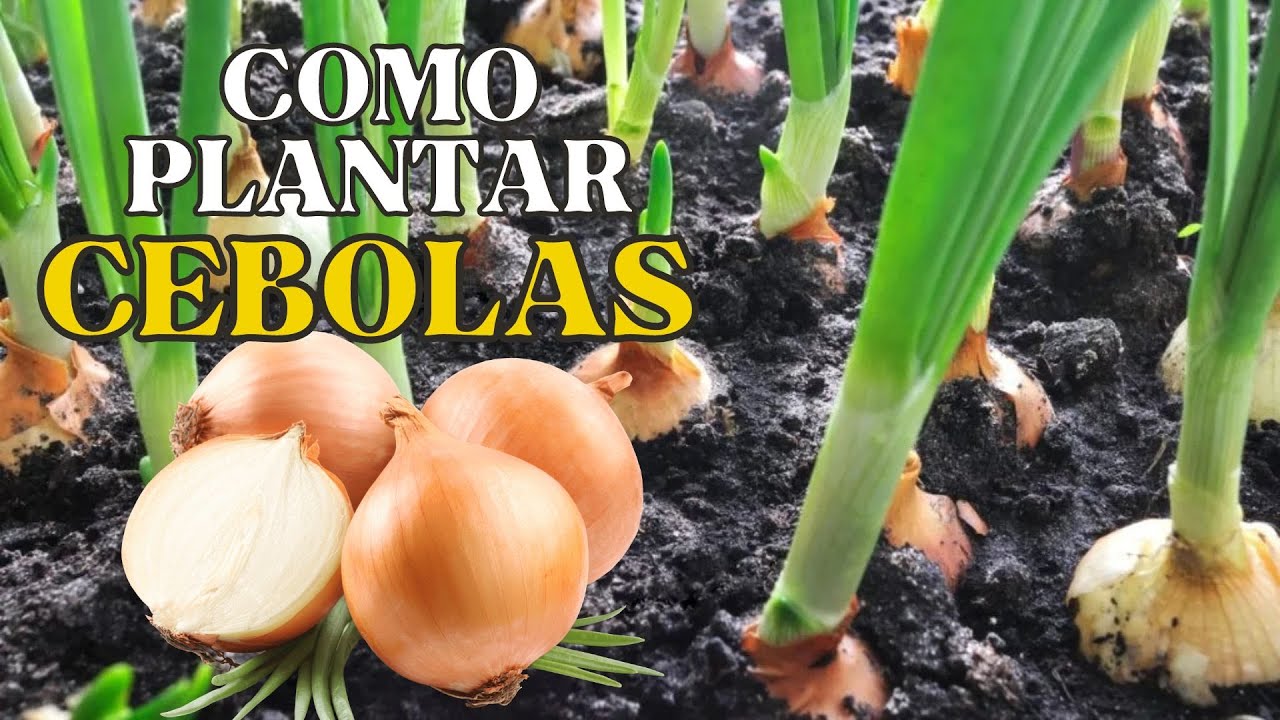 Como plantar cebola em vaso, passo a passo! colheita farta!