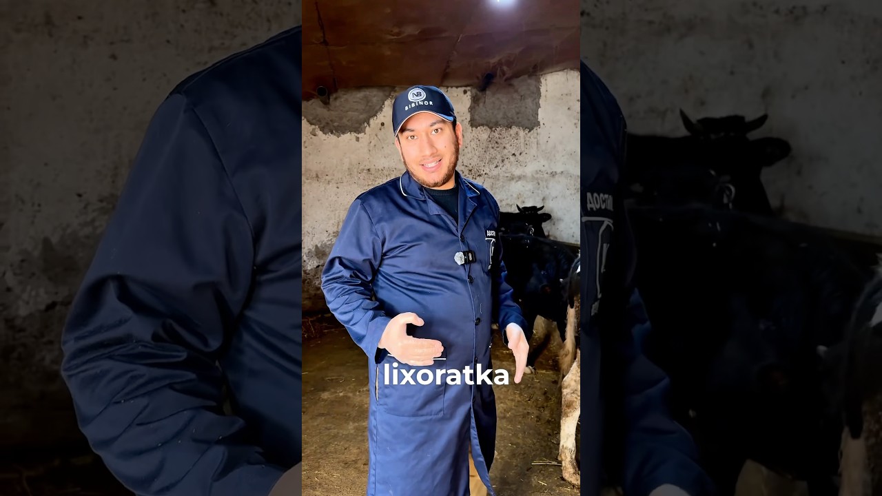Лихорадка касаллиги #мол #2025 #animals