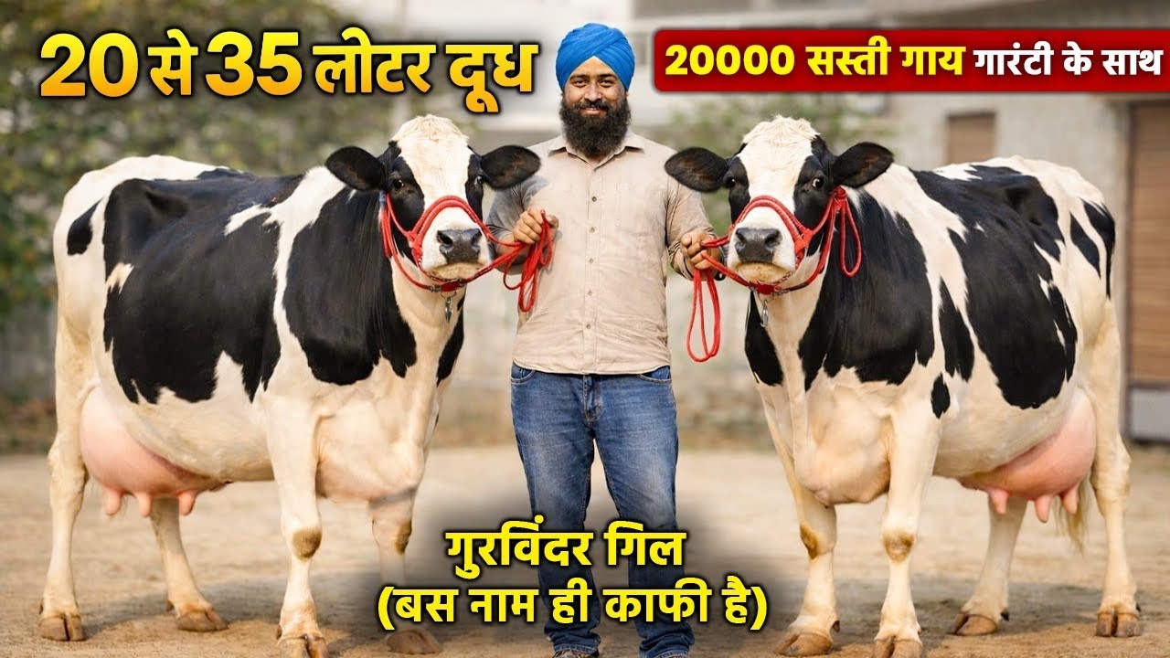 20000 सस्ती गाय 😳 20 से 35 लीटर दूध 💥 18 गाय बिकाऊ। 18 Cows For Sale, 20 to 35 Ltr Milk, Low Prices 