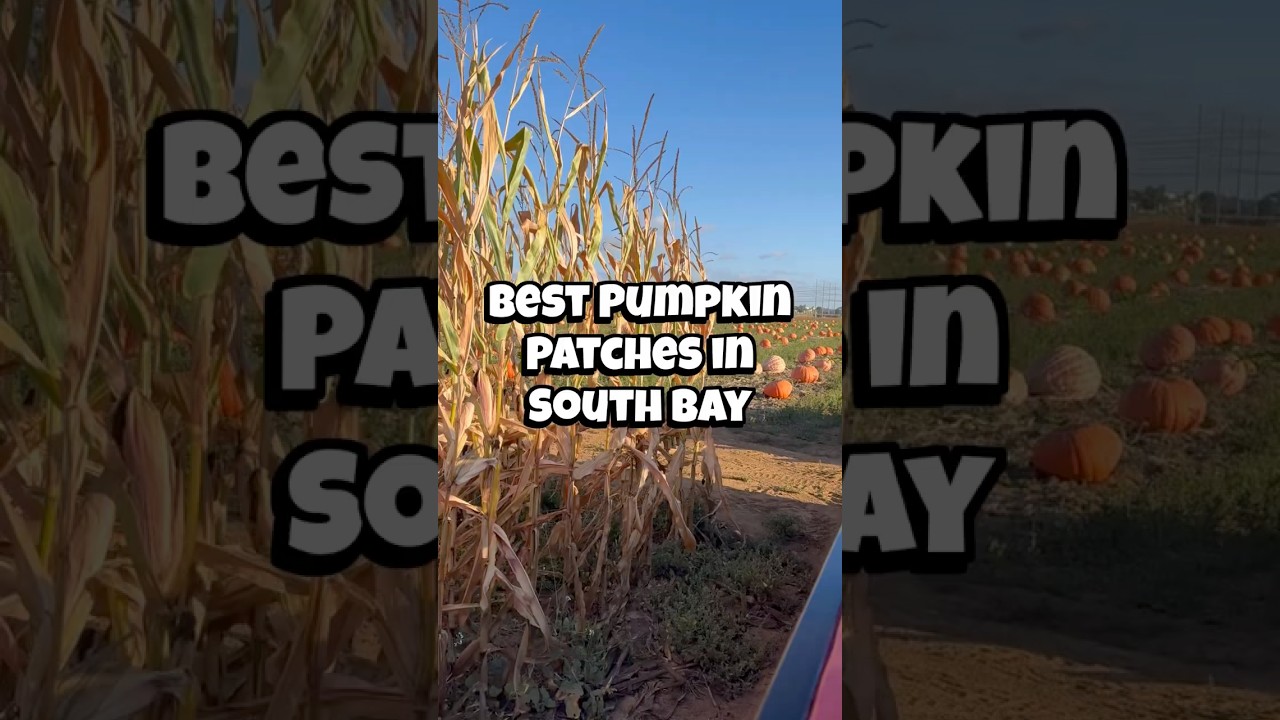 Best Pumpkin Patches in the South Bay #pumpkinpatches #pumpkin #southbay