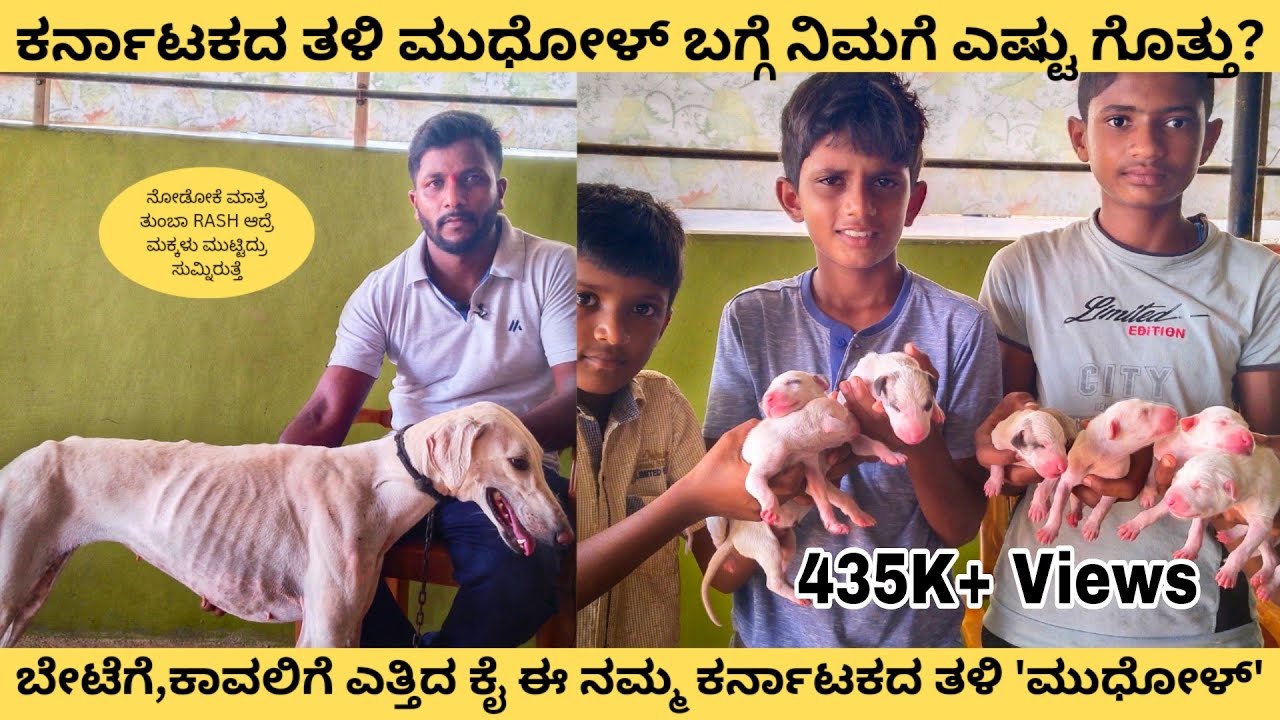 ಕರ್ನಾಟಕದ ಹೆಸರಾಂತ ತಳಿ ಮುಧೋಳ್ #mudhol #dog #dogkennels #dogs #doglover #mudholpuppies #puppies