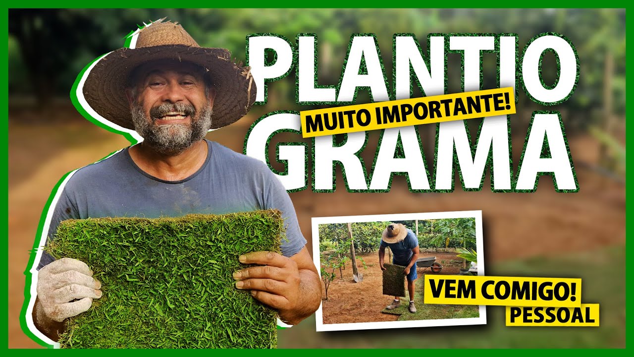 Você sabe plantar grama?