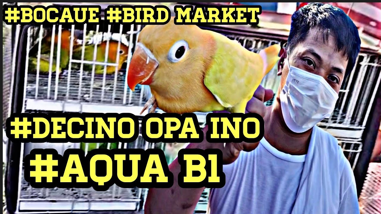 #Bocaue #Bird Market#Decino opaline ino #Aqua B1 mga Hi mutation ni Konsi Aljon 😱🤩👍❤️