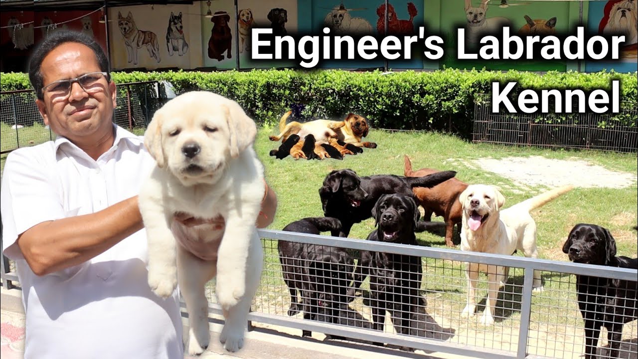 MTech Engineer Ka English Labrador Kennel | Labrador Dog Farm | Labrador Retriever