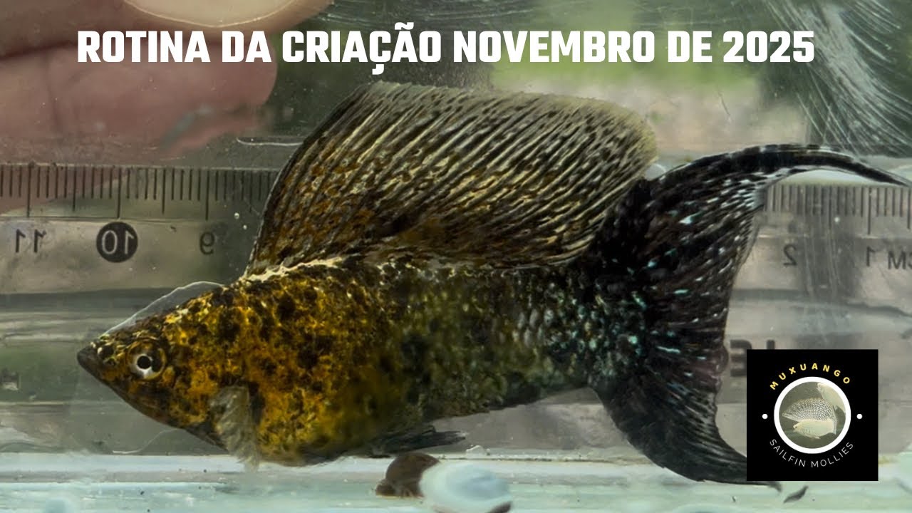 Rotina da criação novembro de 2025