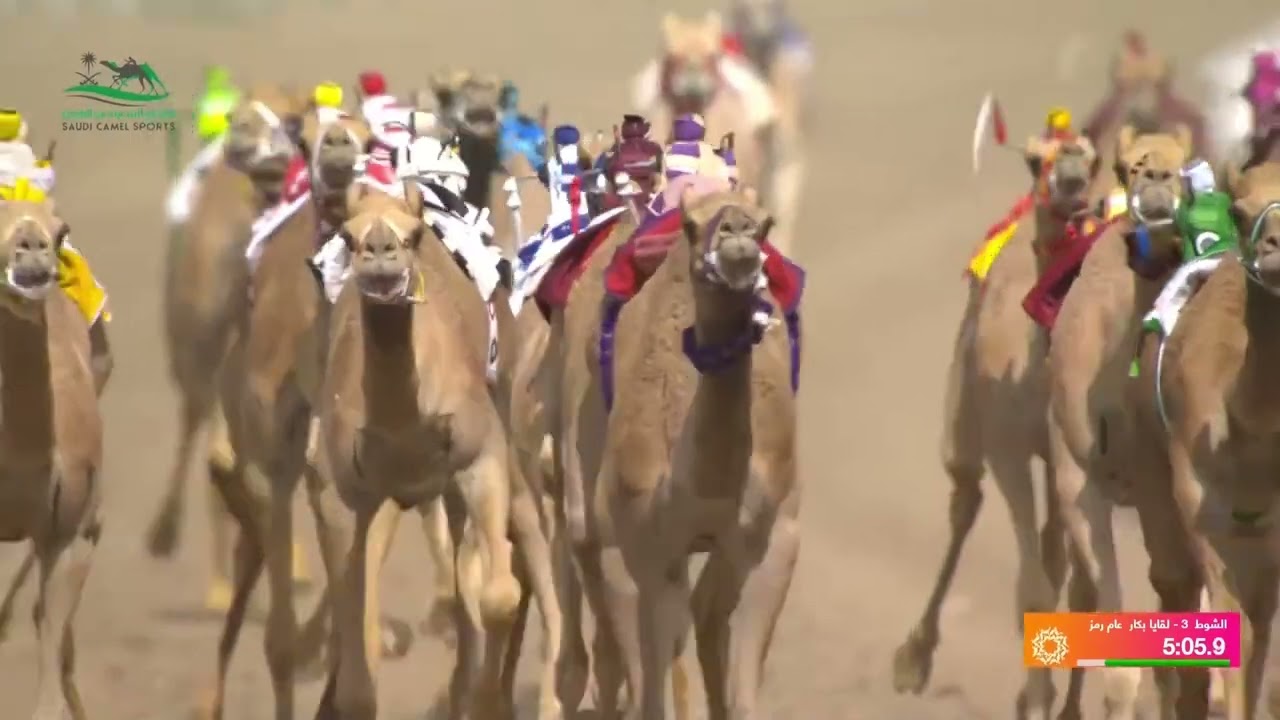 الشوط 3 كأس لقايا بكار عام مساء يوم الخميس 5-9-2024 من #مهرجان_ولي_العهد_للهجن