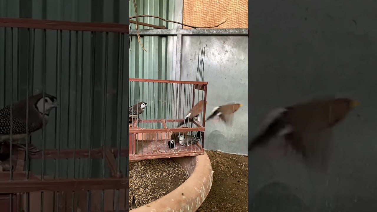 Suelta de aves ex&oacute;ticas en voladera