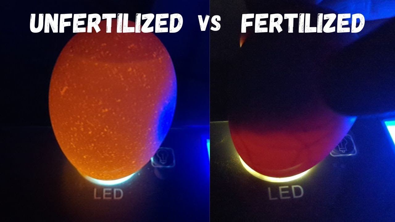 Fertilized Eggs vs Unfertilized