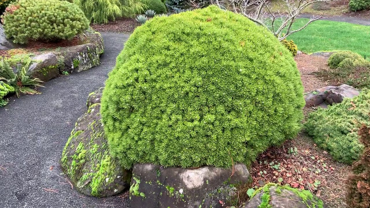 Pinus mugo 'Benjamin' Miniature Mugo Pine  January 31, 2020