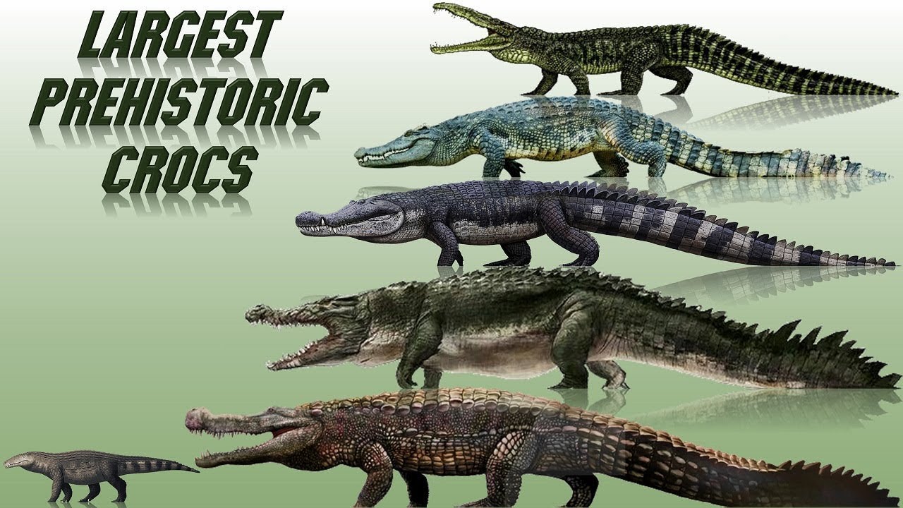 Top 10 Prehistoric Crocodiles - Prehistoric
