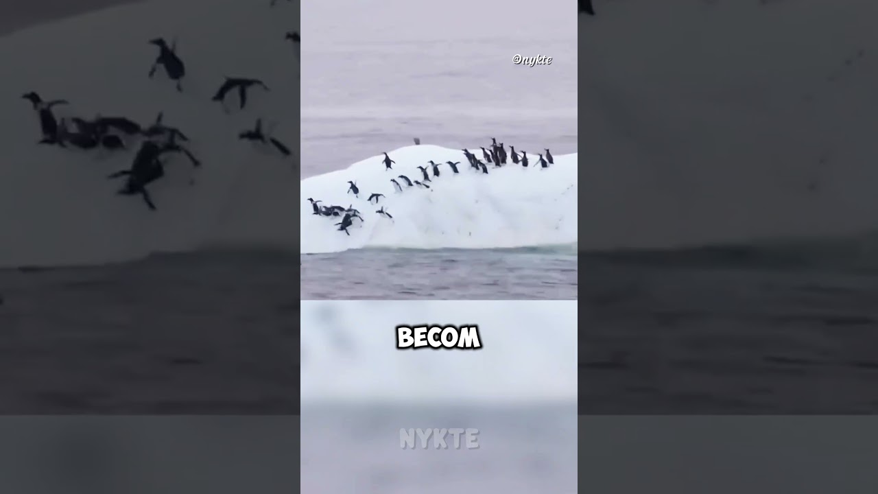 Слишком много пингвинов на одной льдине