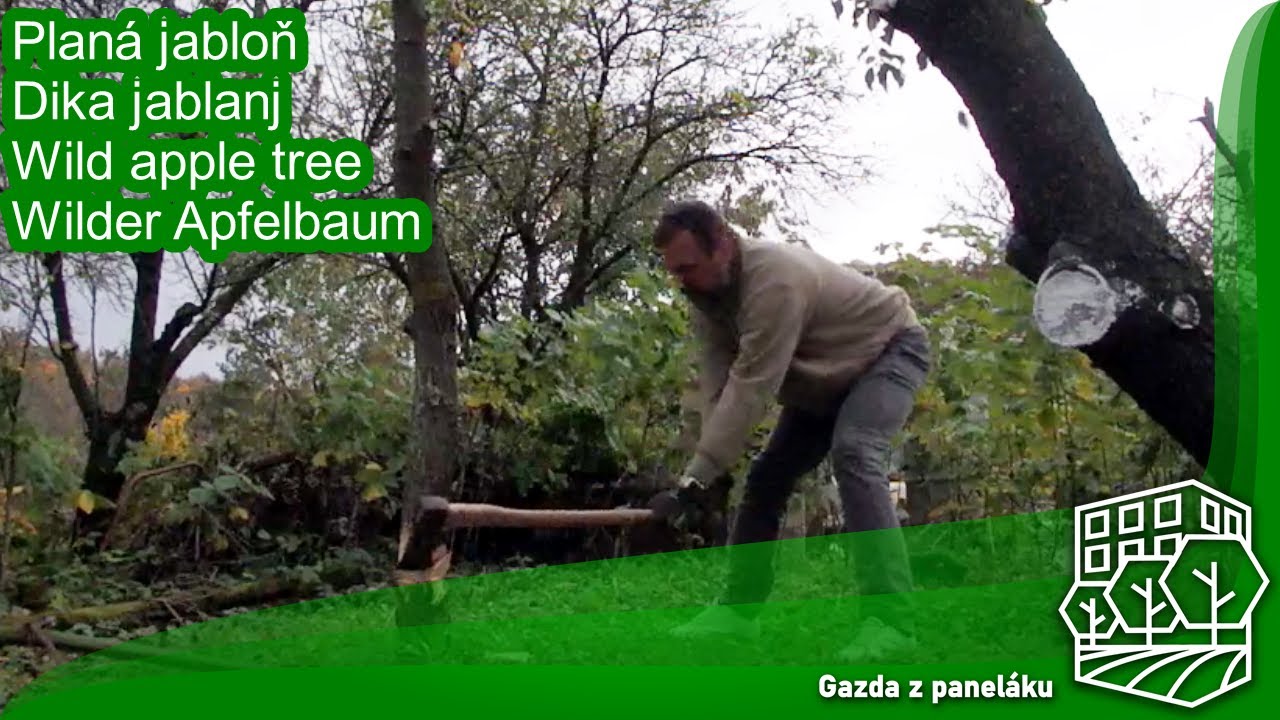 GZP - 08 - Plan&aacute; jabloň / Dika jablonj / Wild apple tree