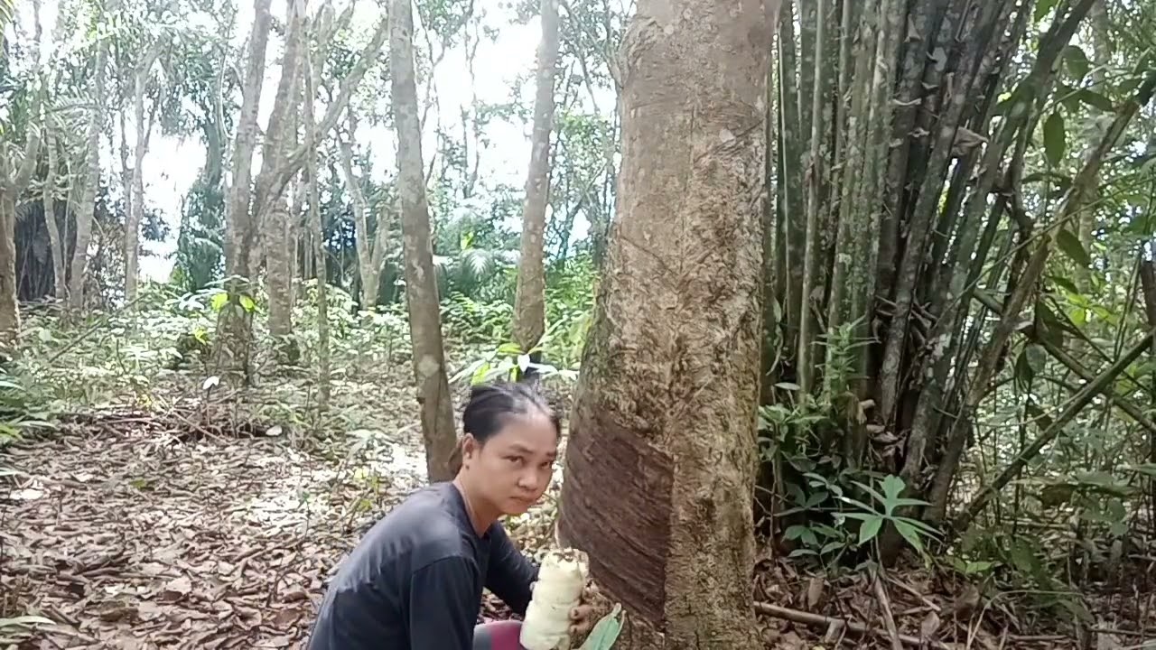 Pemolesan getah karet   Sebelum di sadap agar  getah nya leluar lancar #videolong #pejuangreceh