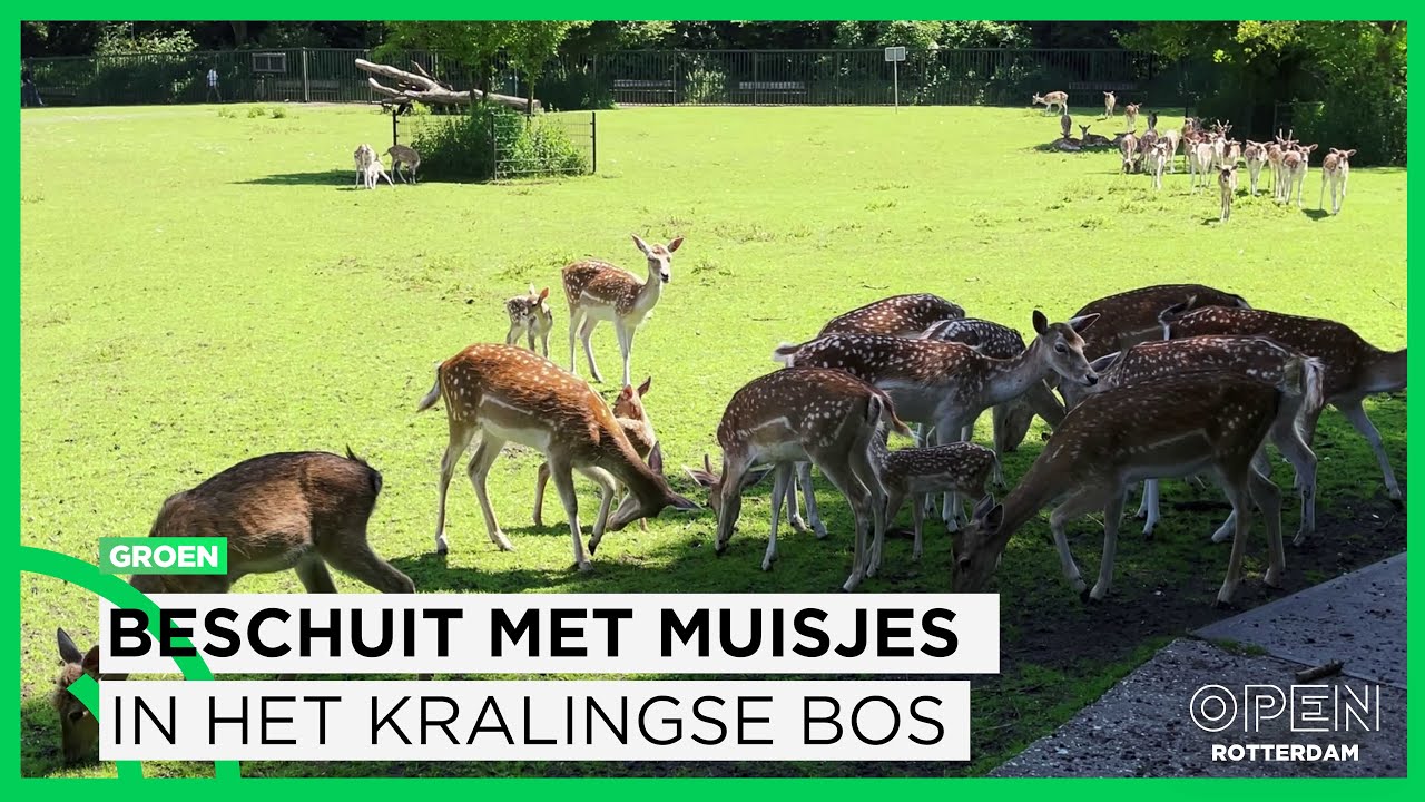 Beschuit met muisjes in het Kralingse Bos | GROEN