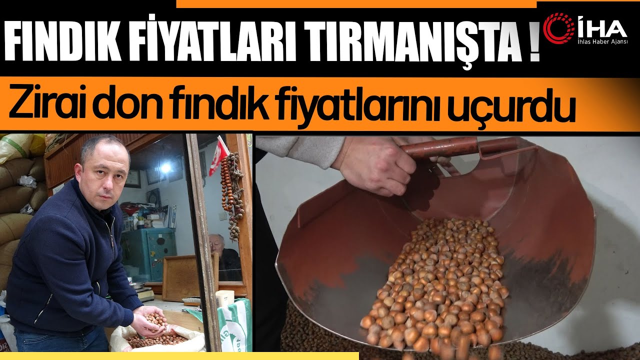 Fındıkta Şok Artış !  Zirai Don ve Stok Krizi Piyasayı Hareketlendirdi