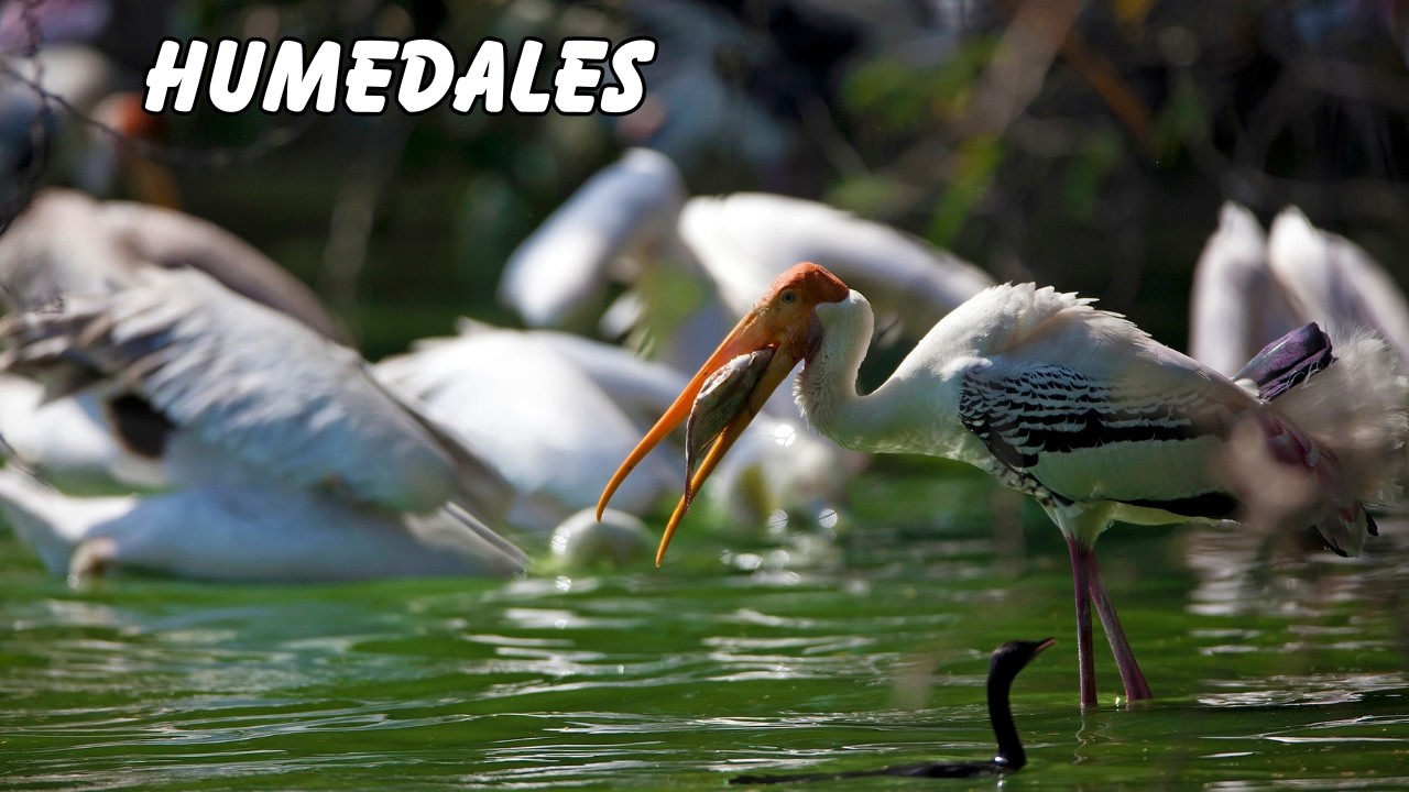 HUMEDALES: Territorios De AVES Raras Extra&ntilde;as y ESPECTACULARES | Documental Episodio 1