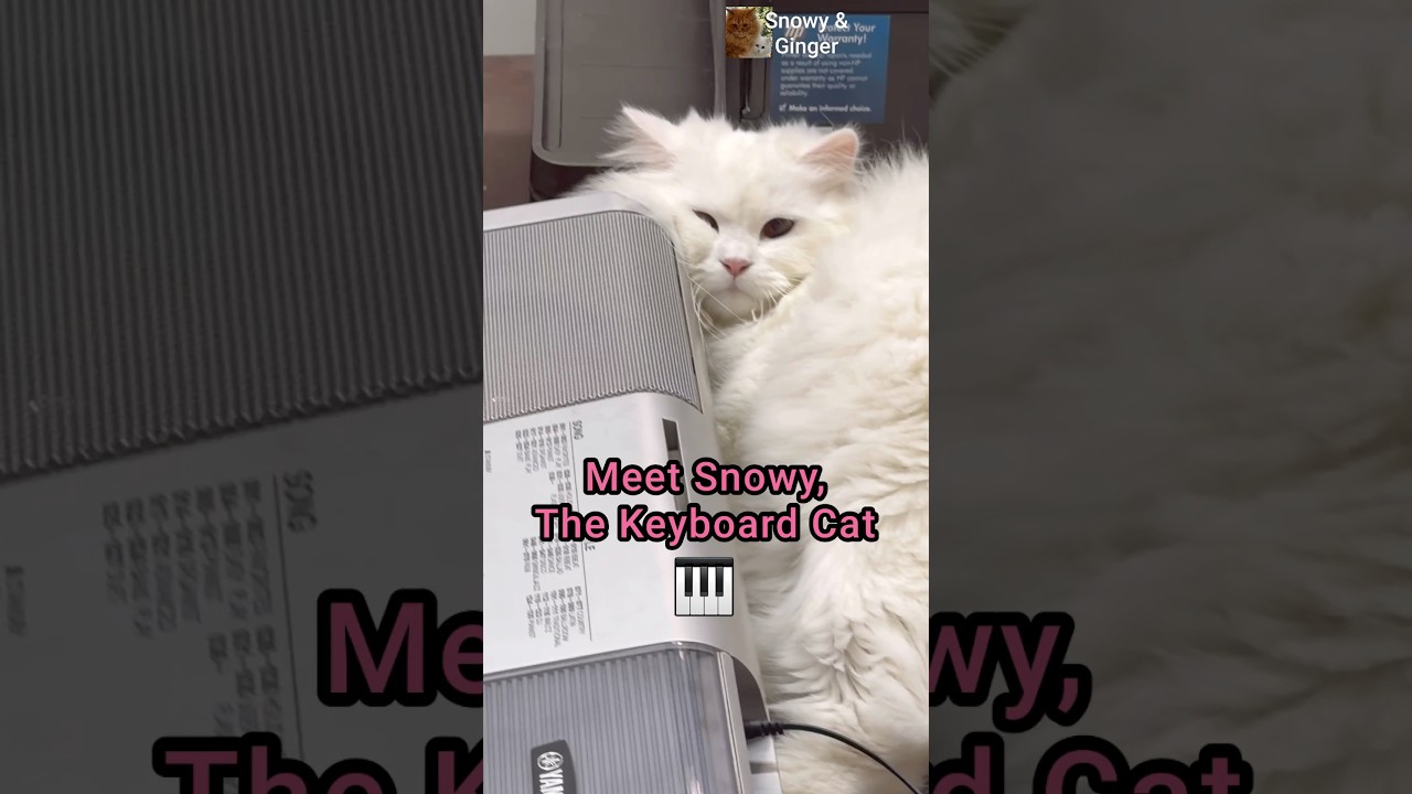 Snowy, the Keyboard Cat  