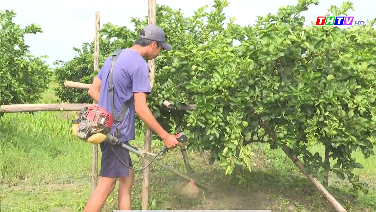 Nông dân trồng chanh không hạt xuất khẩu đạt lợi nhuận cao