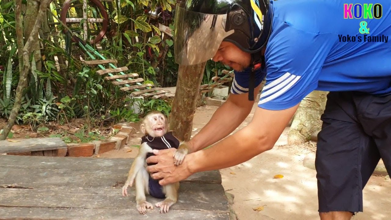My Precious Baby Monkey Yoko Extremely Tantrum Following Daddy Ride Motor Bike To Pick Up Sreye