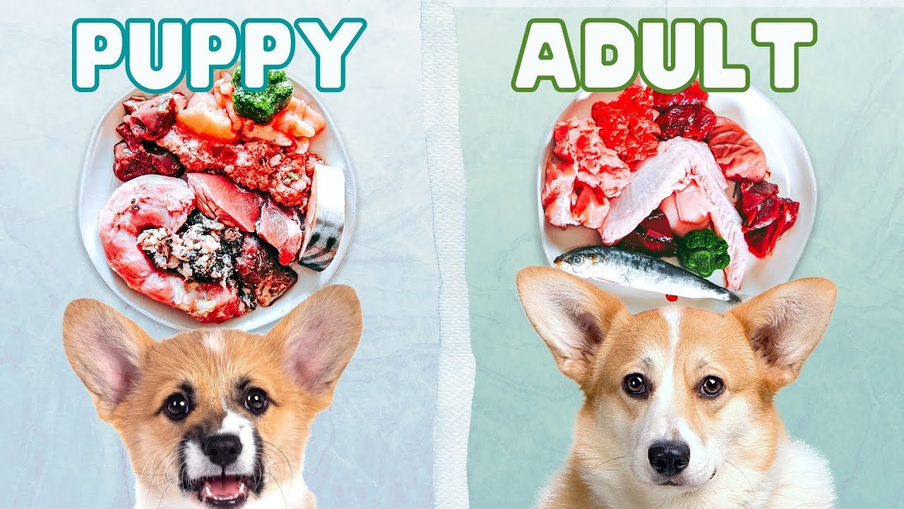 3 Difference Between Puppy & Adult Dog Raw Diets