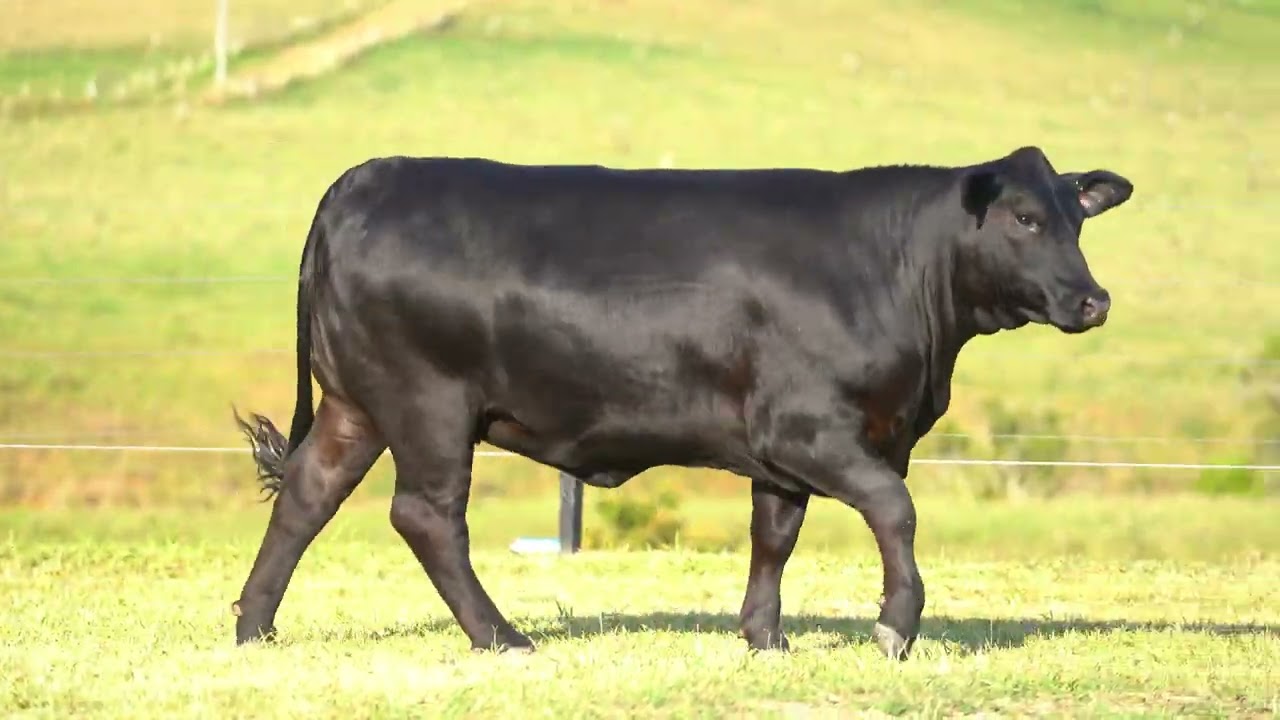 Lot 4 - BARRONESSA ASPEN C3S3 (P)