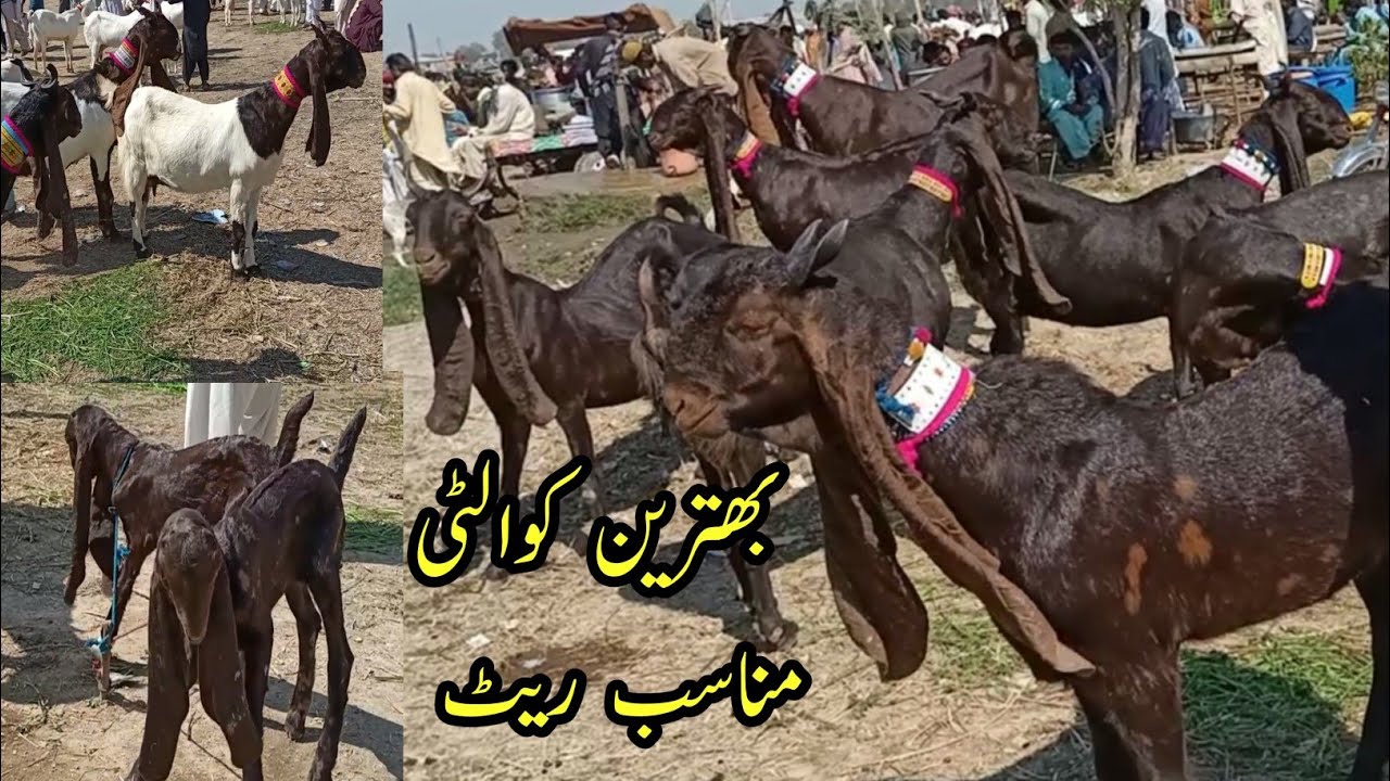 Pure kamori and pateri goat breeds in bakra mandi price
