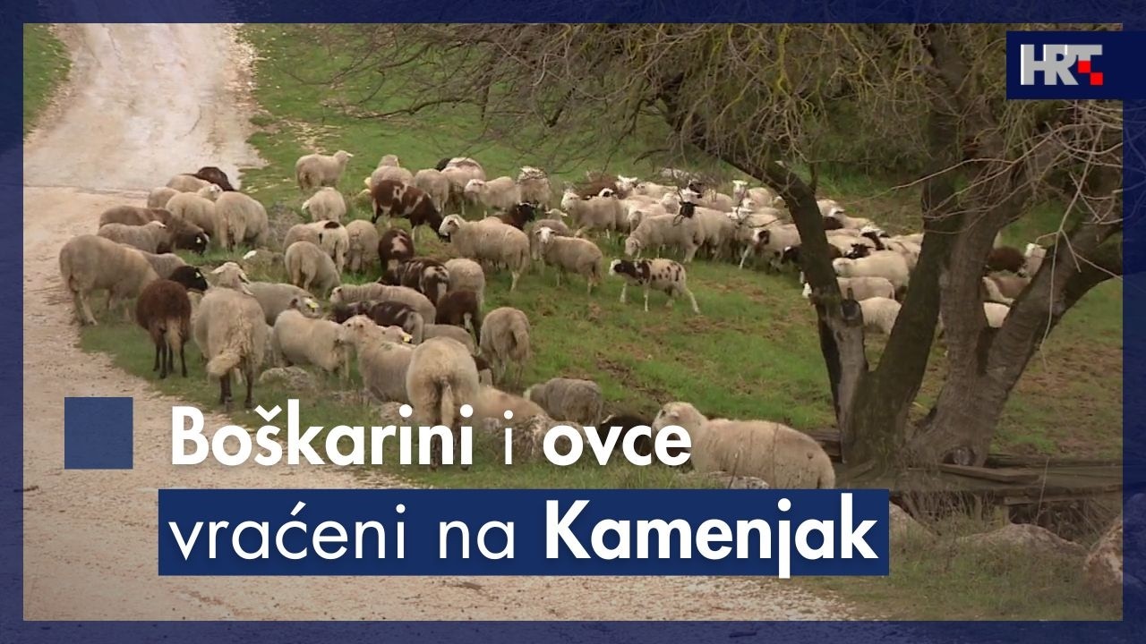 Boškarini i ovce ponovno pasu na Kamenjaku i vraćaju stoljetnu tradiciju