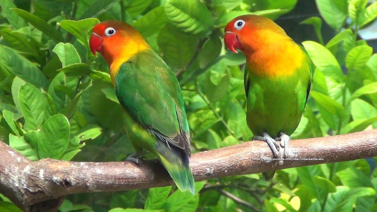 Lovebird's Sounds - Green Fischer's Duo