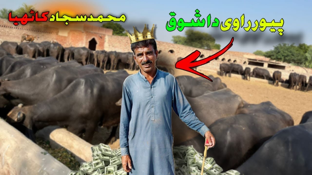 Buffalo Farming In Pakistan[ Muhammad Sajjad Kathya] Ravi High Milking Buffaloes