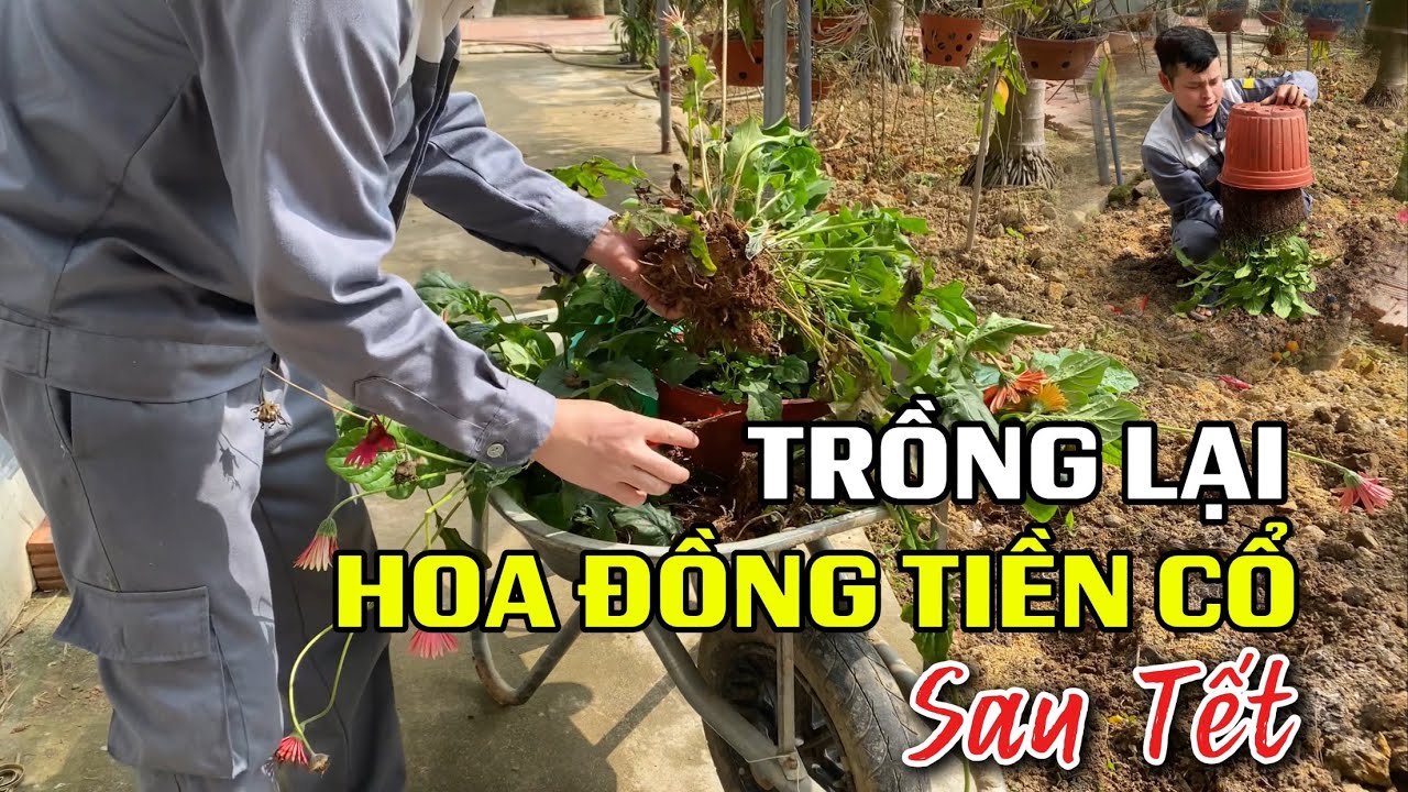 Trồng lại hoa Đồng Tiền Cổ sau khi chơi Tết âm lịch