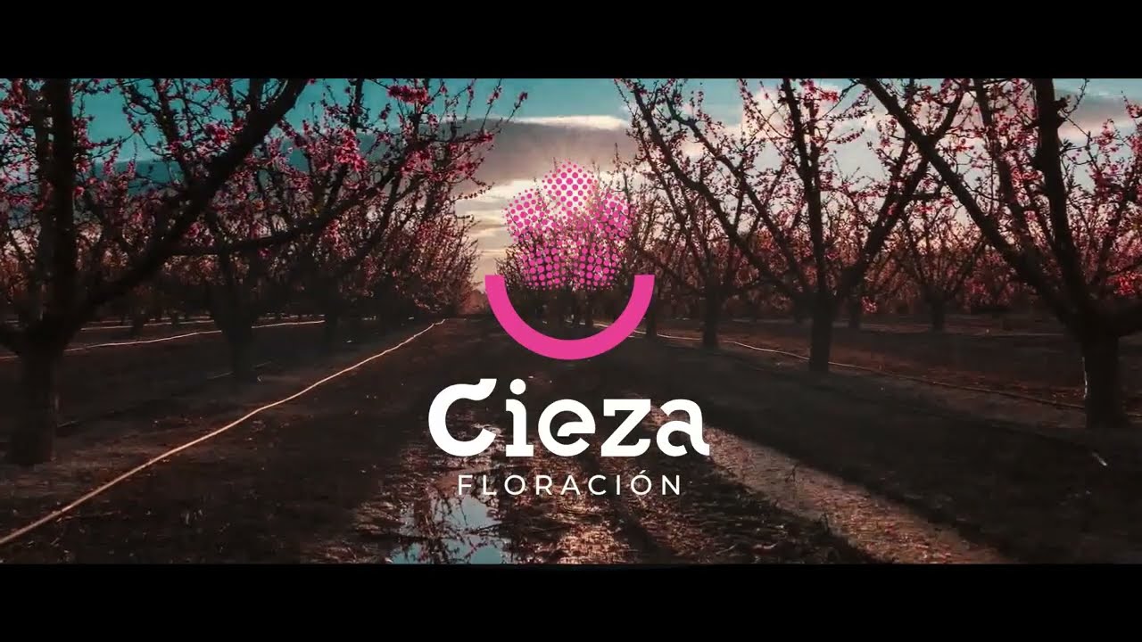 Video Oficial Floraci&oacute;n de Cieza 2026
