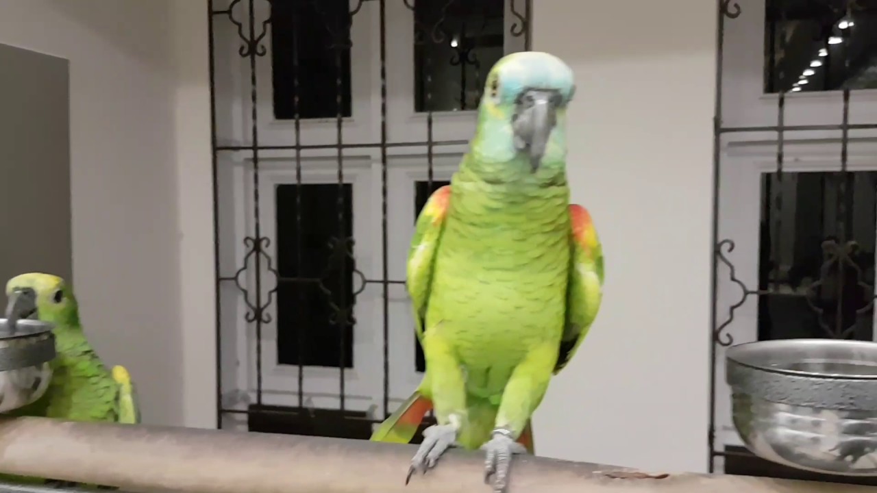 Blue fronted amazon laughing